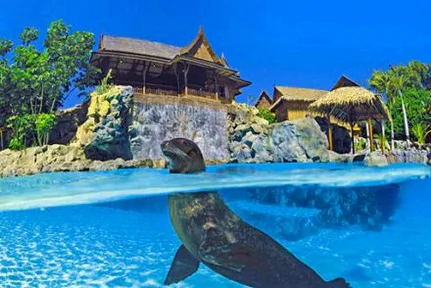 The Sea Lion Island Tenerife Aquapark